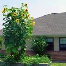 Somerford Place Alzheimer's Assisted Living Columbia
