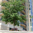 The Hallmark Buckhead